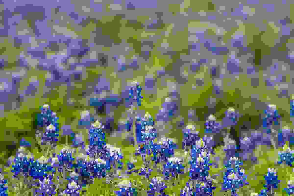 texas blue bonnets