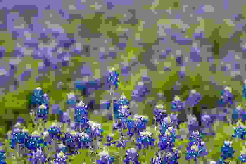 texas blue bonnets